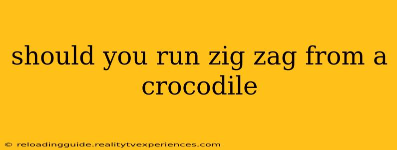 should you run zig zag from a crocodile