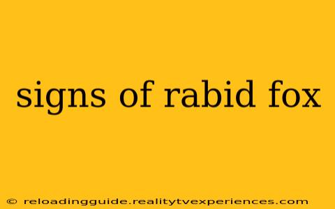 signs of rabid fox