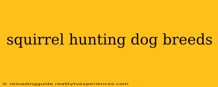 squirrel hunting dog breeds