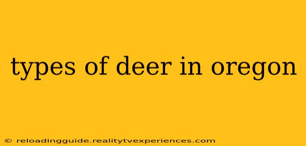 types of deer in oregon