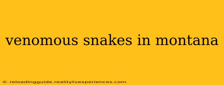 venomous snakes in montana