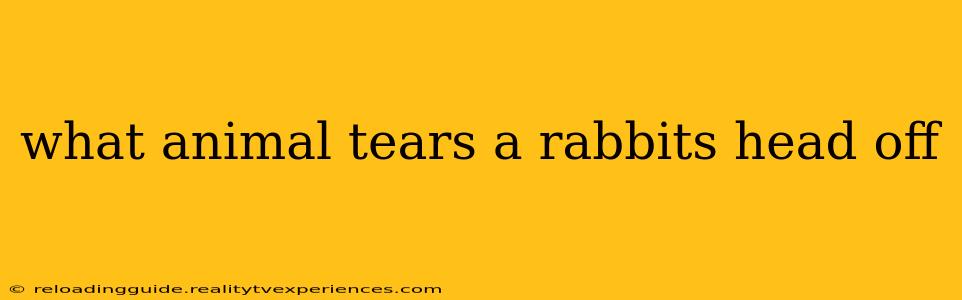 what animal tears a rabbits head off