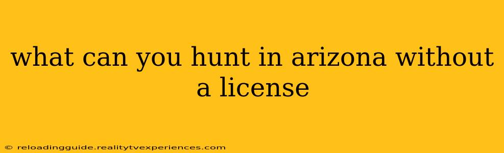 what can you hunt in arizona without a license