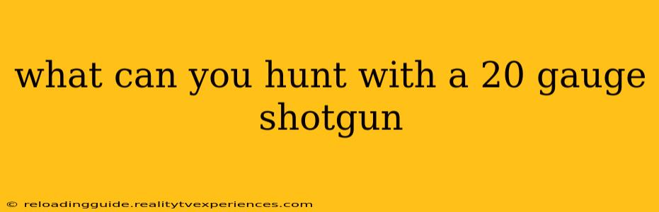 what can you hunt with a 20 gauge shotgun