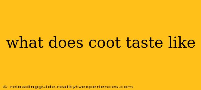 what does coot taste like