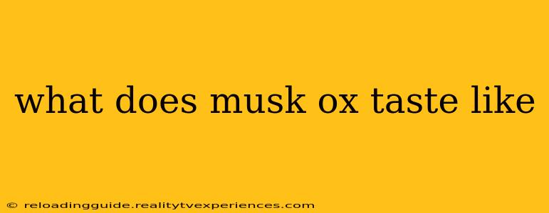 what does musk ox taste like