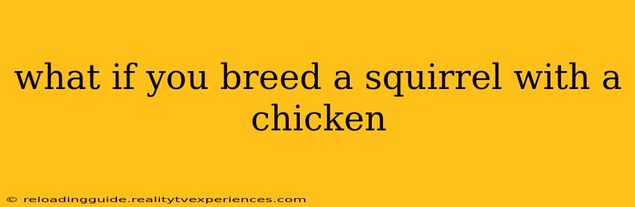 what if you breed a squirrel with a chicken