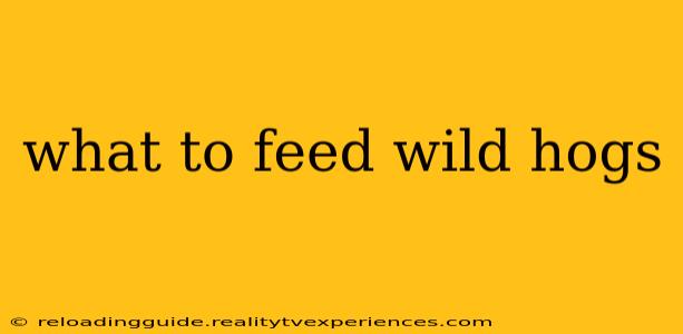 what to feed wild hogs