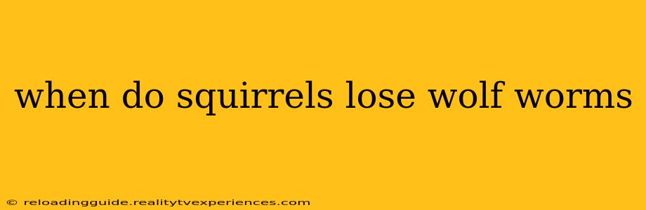 when do squirrels lose wolf worms