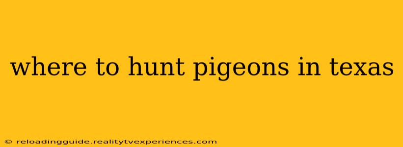 where to hunt pigeons in texas