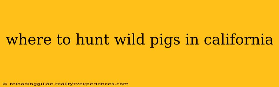 where to hunt wild pigs in california