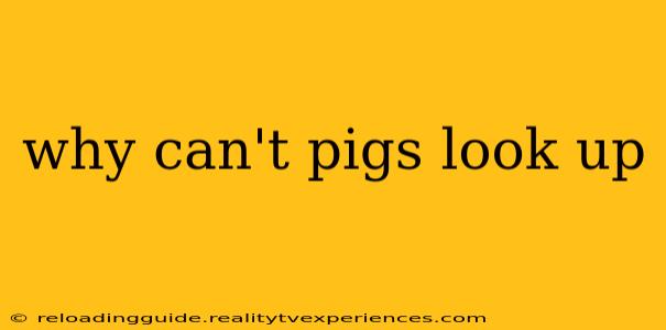 why can't pigs look up