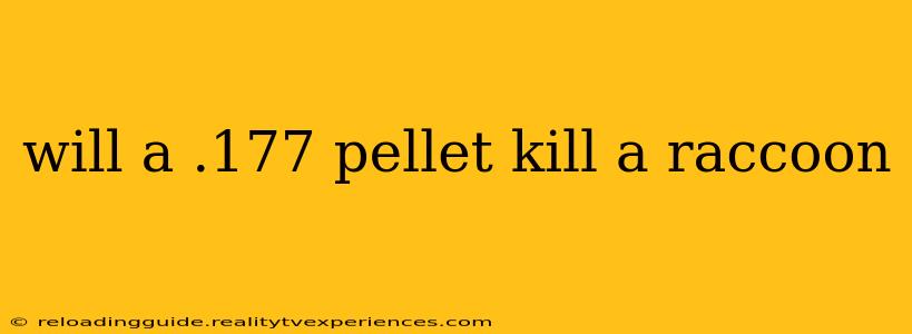 will a .177 pellet kill a raccoon