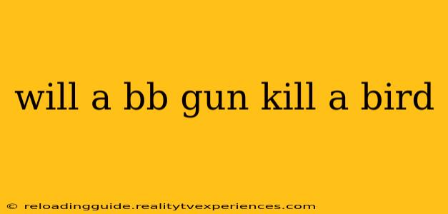 will a bb gun kill a bird