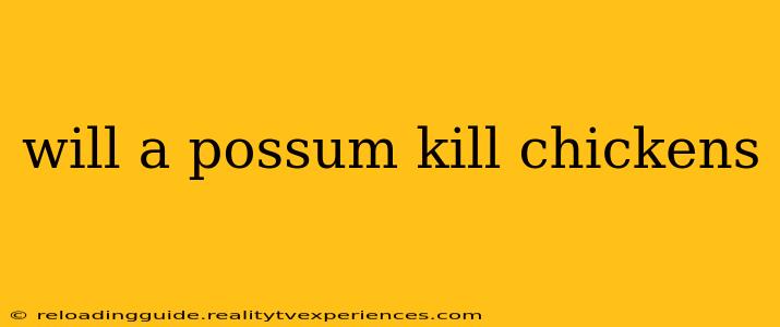 will a possum kill chickens